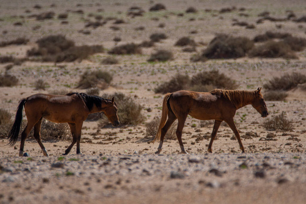 Άγρια άλογα κοντά στο Aus στην έρημο Namib στη Ναμίμπια. - Φωτογραφία, εικόνα