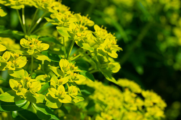 Euphorbia esula yellow flowers in summer park, garden. A flowering green plant with small flowers and leaves. Herbaceous perennial in bloom abstract natural background. Flowering plant outdoors - Photo, image