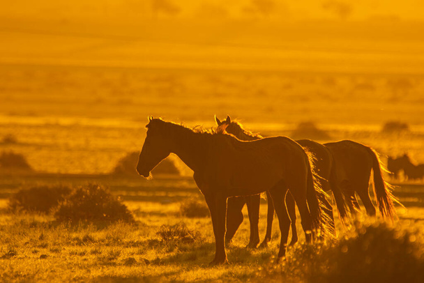 Wildpferde bei Aus in der Wüste Namib bei Sonnenuntergang in Namibia. - Foto, Bild