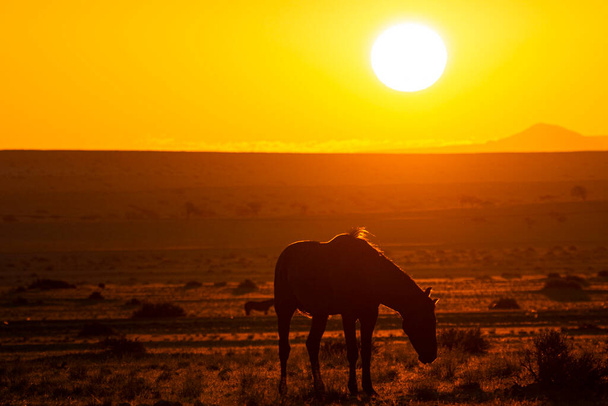 Wild Horses close to Aus in Namib desert during sunset in Namibia. - Foto, immagini