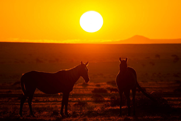Wild Horses close to Aus in Namib desert during sunset in Namibia. - Foto, immagini