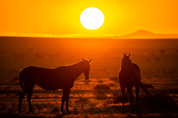 Wildpferde bei Aus in der Wüste Namib bei Sonnenuntergang in Namibia. - Foto, Bild