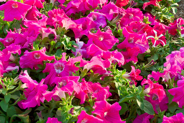 Flowerbed met veelkleurige Petunia 's - Foto, afbeelding