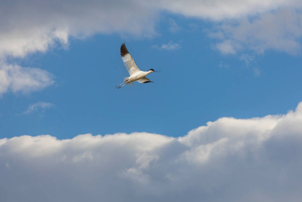 oiseau d'eau dans son environnement naturel, Pied Avocet, Recurvirostra avosetta - Photo, image