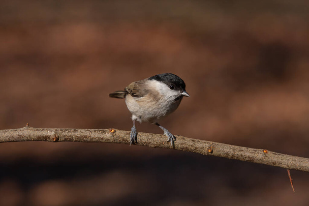 very tiny delicate bird on a single branch, Marsh Tit, Poecile palustris - Фото, изображение