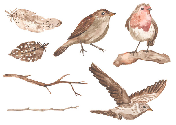 Migratory birds, robin, lark, nightingale, feathers, twigs Watercolor spring  - Foto, Imagen