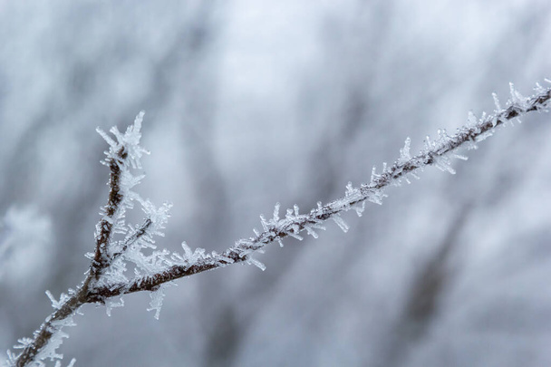 Frost on a branch, white frost crystals on a branch. Frosty foggy morning in winter, frosty weather. - Fotografie, Obrázek