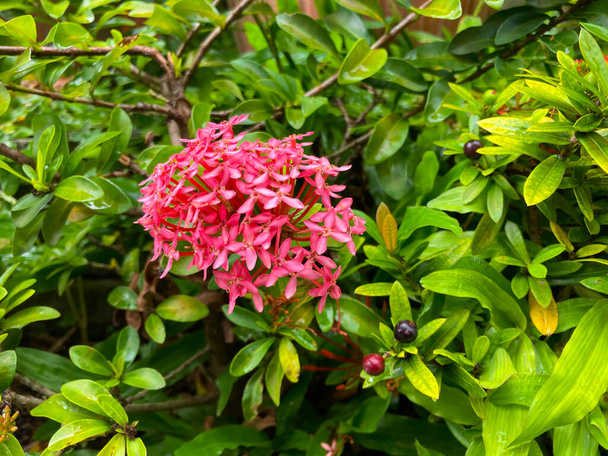Red needle flower,King Ixora blooming (Ixora chinensis). Rubiaceae flower, Ixora flower, Ixora coccinea background - Photo, Image