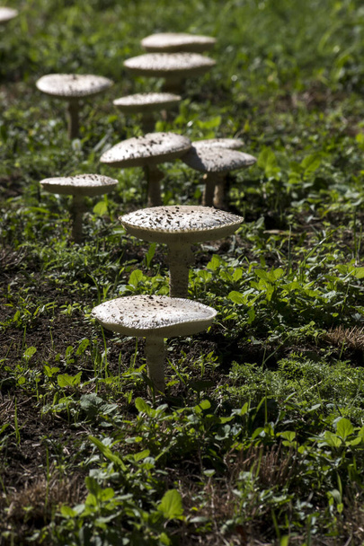 Champignon mushroom (macrolepiota procera) in a straight line in the meadow. - Foto, immagini