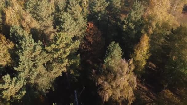 Autumn aerial view over the colorful forest, In the Carpathian Mountains - Filmati, video