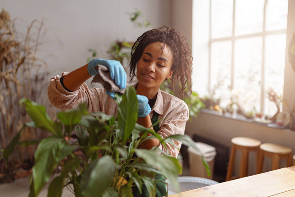 Γυναίκα κηπουρός φροντίζει για το φυτό σε γλάστρα στο στούντιο λουλουδιών. Υψηλής ποιότητας φωτογραφία - Φωτογραφία, εικόνα