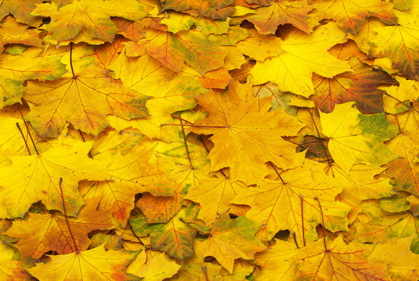 herfst sinaasappelbladeren - Foto, afbeelding