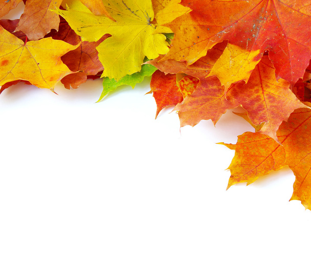 Autumn maple leaves - 写真・画像