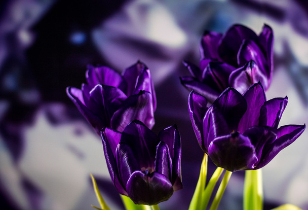 Mély lila tulipán absztrakt háttér - Fotó, kép