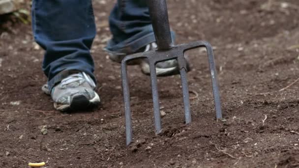 Gardener preparing soil with fork for growing plants medium slow motion shot selective focus - Materiał filmowy, wideo