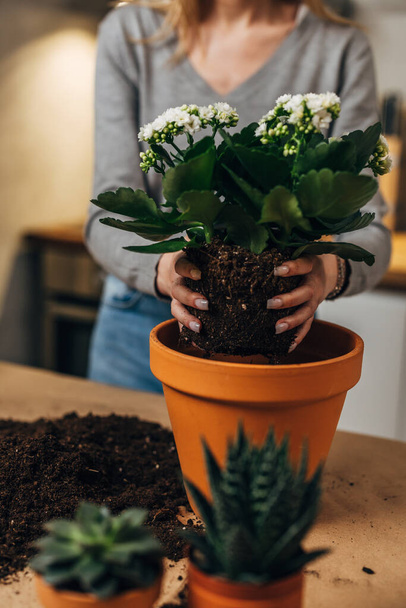 Close up view of hands placing a plant in a flowerpot - Foto, immagini