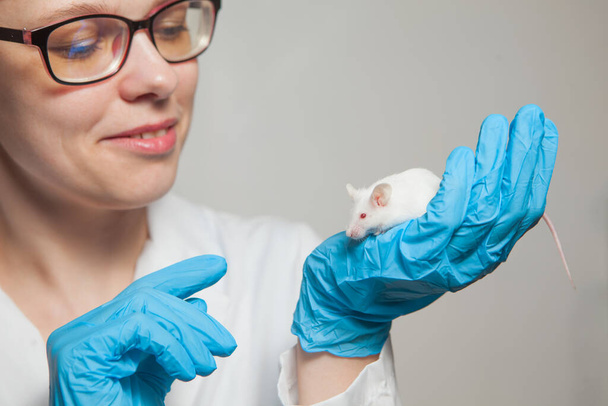 A small white laboratory mouse with red eyes in the hand of a scientist in a blue rubber glove. Woman puts experiments on a laboratory mouse. - Foto, afbeelding