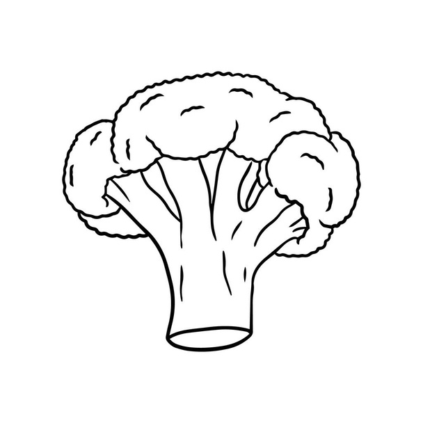 Illustrazione vettoriale di un broccolo in stile disegnato a mano. - Vettoriali, immagini