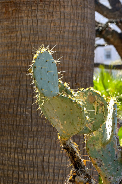 Planta de cactus que forma parte de la familia Cactaceae que comprende especies de Caryophyllales. No hay gente.  - Foto, imagen
