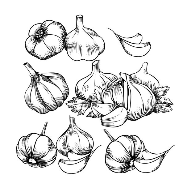 Vector garlic, engraving stylization. - Vektör, Görsel
