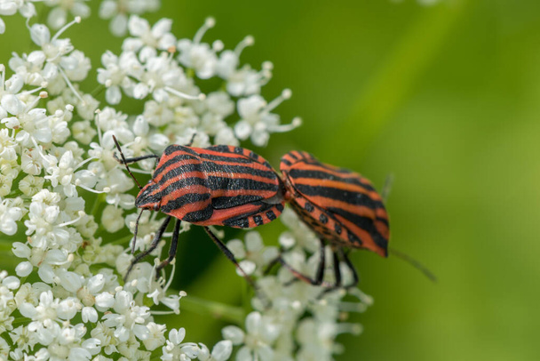 Graphosoma Lineatum mating. Shield bug, Macro. Shallow DOF. - Photo, Image