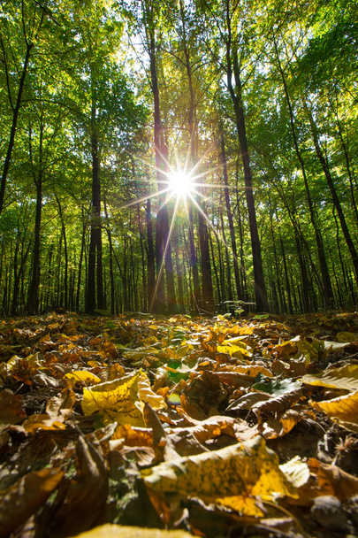 Beautiful Sunlight in  forest - Zdjęcie, obraz