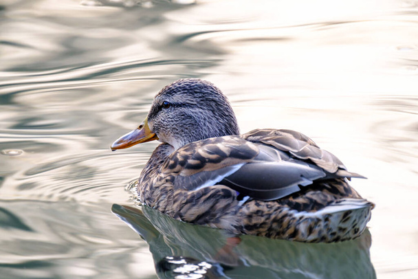 Female mallard duck, portrait of a duck with reflection in clean lake water in Germany. - Photo, Image
