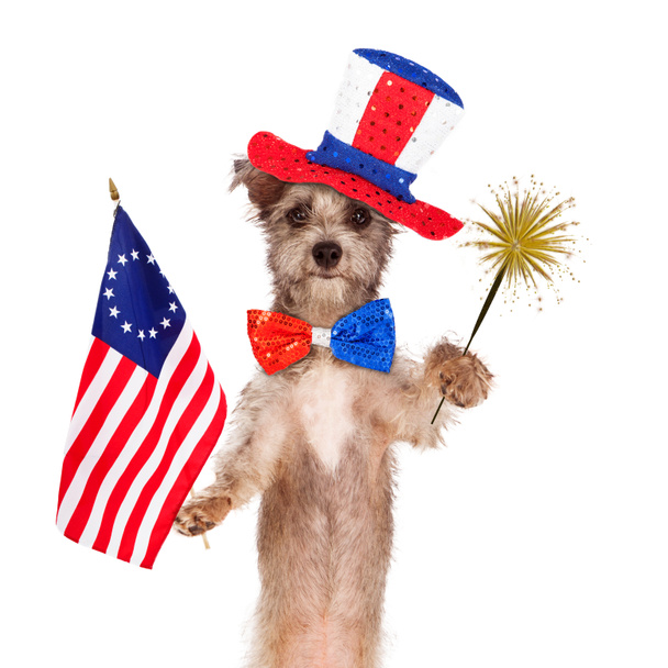 Fourth of July feest hond - Foto, afbeelding