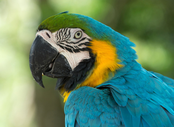 Красивая попугая птица
 - Фото, изображение