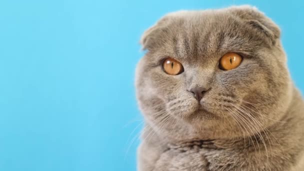 Gatto grigio purosangue a pelo corto su sfondo blu. Bellissimo video di animali domestici. Pubblicità sparatoria di un gatto grigio - Filmati, video