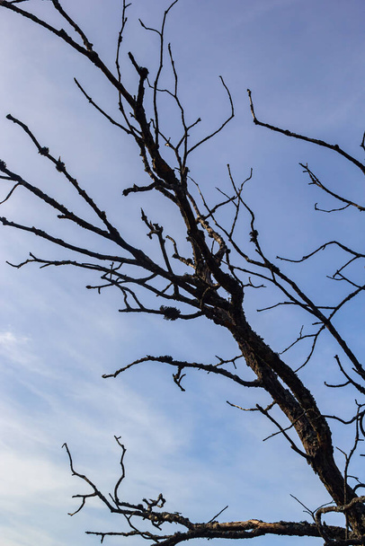 der alte und völlig trockene Baum wächst gegen den blauen Himmel. - Foto, Bild