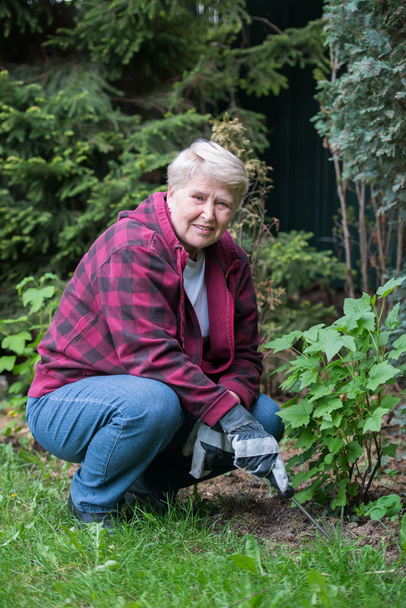 senior  woman gardening - Photo, Image