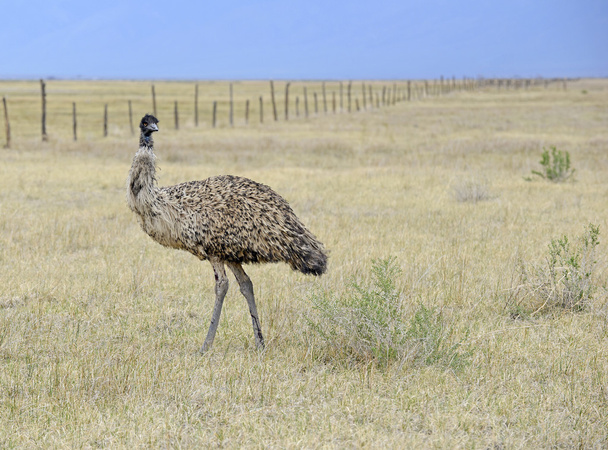 An Emu, Australia's largest bird, in a rural setting - 写真・画像