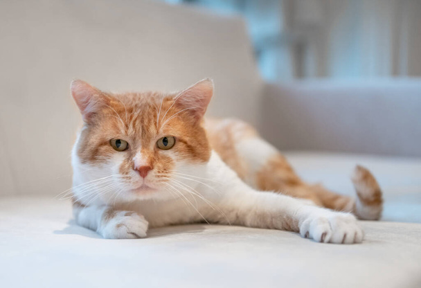 Милий кіт в домашньому інтер'єрі. Кіт лежить на дивані. милі яскраві волосини
. - Фото, зображення