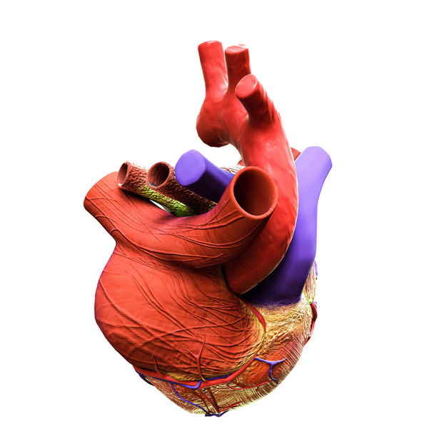 coração humano isolado no fundo branco ilustração 3d - Foto, Imagem