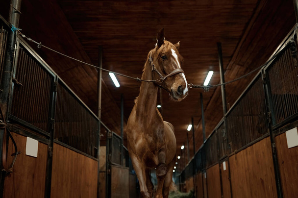 Portrait of young purebred stallion tied standing in stalls. Thoroughbred horse in stable - Valokuva, kuva