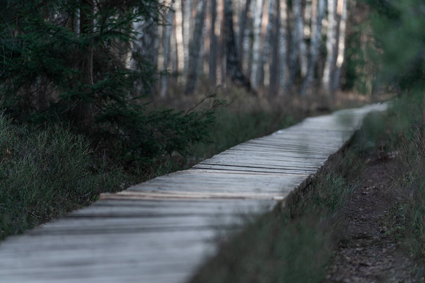 Forest wooden path walkway through wetlands. Selective focus, very shallow depth of field - Valokuva, kuva
