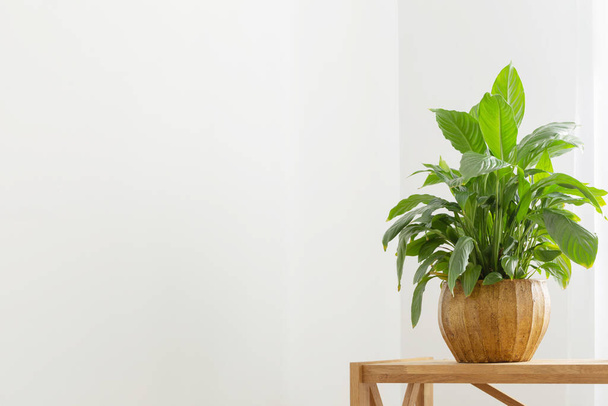 white home interior with houseplants on wooden shelf - Photo, image