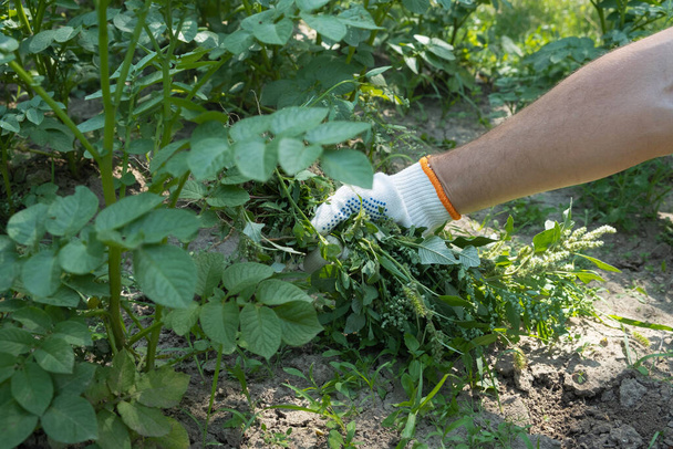 A hand removes weeds in the garden. Gardening concept - Foto, Bild