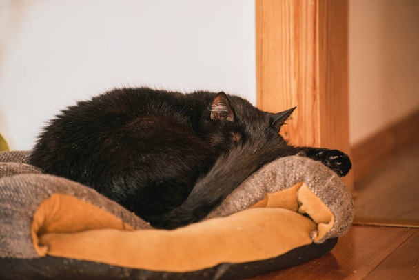 Black cat sleeps on a pet pillow. Pet store item in usage by domestic cat. Horizontal photo - Fotó, kép