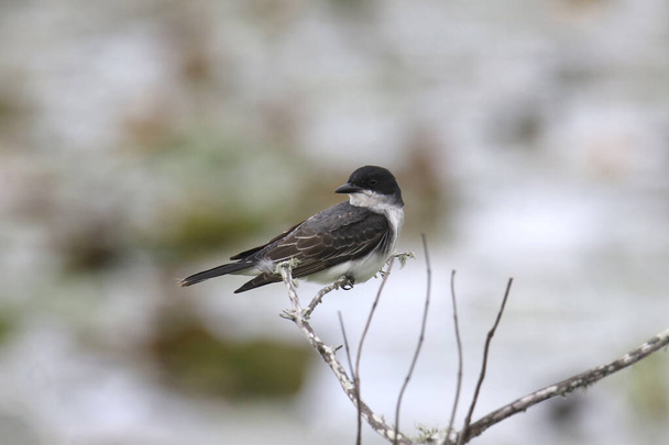Eastern Kingbird (tyrannus tyrannus) looking back from it's perch on the top of a small branch - Foto, Imagen
