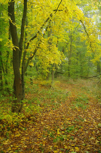 Bosque de otoño en la niebla de la mañana
 - Foto, imagen