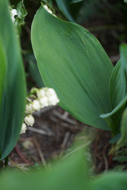 Lilies of the valley bloom in May. Lilies of the valley, Convallaria majalis is a woodland flowering plant with sweetly scented, pendent, bell-shaped white flowers borne in sprays in spring. Berlin, Germany  - Фото, изображение