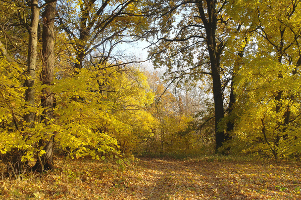 forest in autumn - Foto, imagen