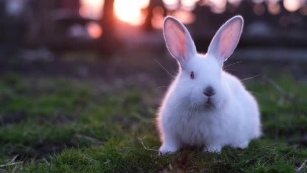 Coniglio bianco pasquale seduto sull'erba verde in primavera. Un piccolo coniglietto è giocosamente in piedi sul prato, creando il concetto di un animale carino, un animale domestico soffice. - Filmati, video