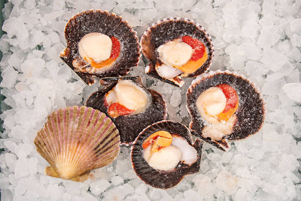 The name scallop is mainly applied to any of the numerous species of saltwater clams or marine bivalve molluscs in the taxonomic family Pectinida - Foto, Imagem