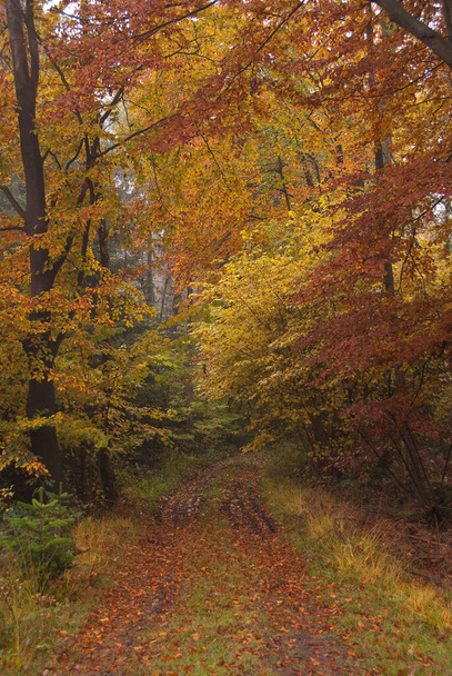 tiempo de otoño en un bosque alemán - Foto, Imagen