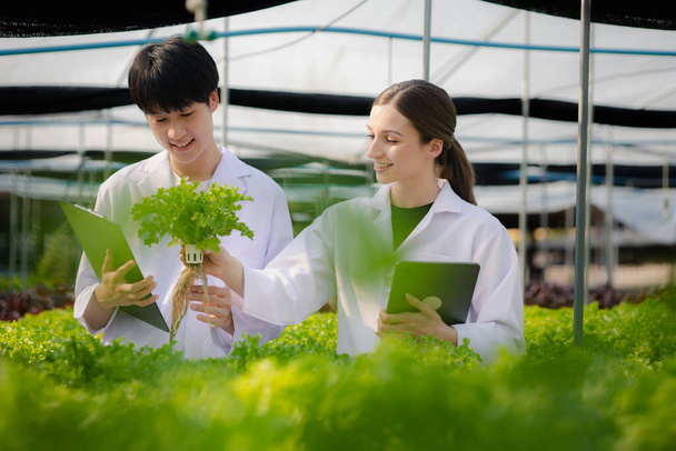 Researchers in hydroponic vegetable gardens are collecting samples to test vegetables grown from research water and examining the water used for growing hydroponic vegetables on the farm. - Foto, immagini