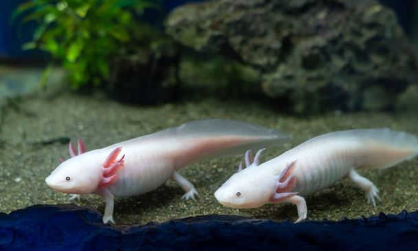 Axolotl acquario, salamandra, natura, serbatoio Carino axolotl acquario esotico animali domestici - Foto, immagini