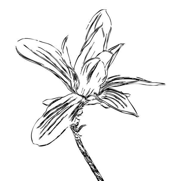 Vector illustration. Black flower on a white background. - Вектор,изображение
